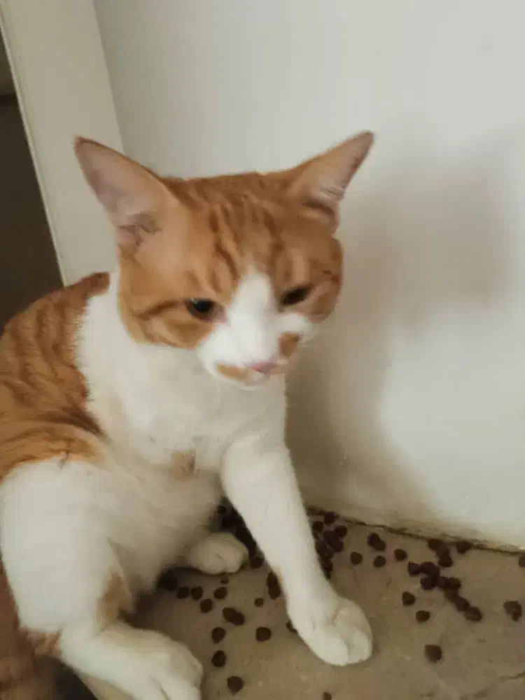 گمشده|حیوانات|فردیس, شهرک ناز|دیوار