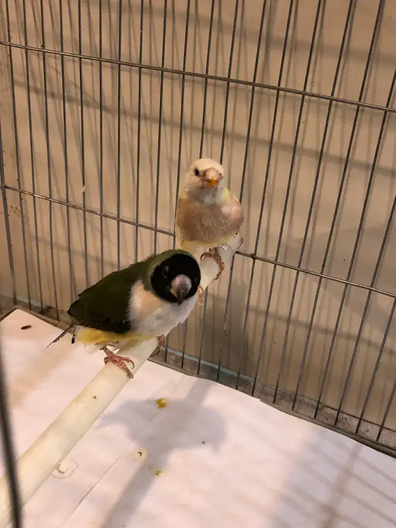 فنچ گلدین ماده|پرنده|تهران, جوادیه|دیوار