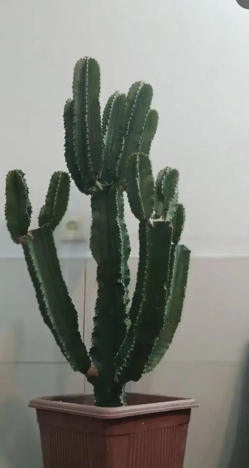 گیاه کاکتوس|گل و گیاه طبیعی|تهران, خاک سفید|دیوار