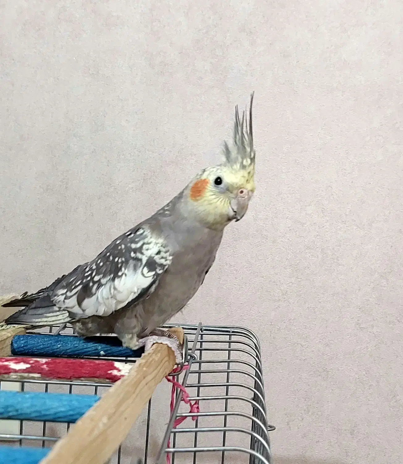 عروس هلندی ماده|پرنده|تهران, سازمان برنامه جنوبی|دیوار