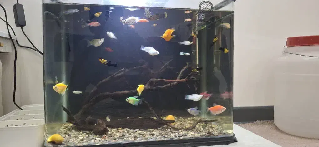 ماهی زینتی|ماهی|لاهیجان, آهندان|دیوار