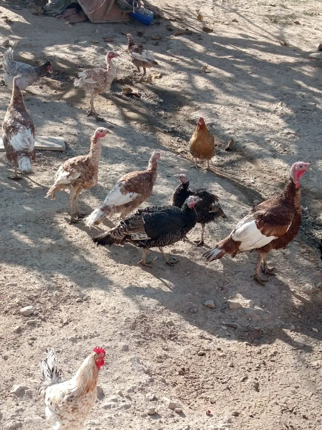 بوقلمون بروبو اصل درجه یک|حیوانات مزرعه|مرودشت, ژیان|دیوار