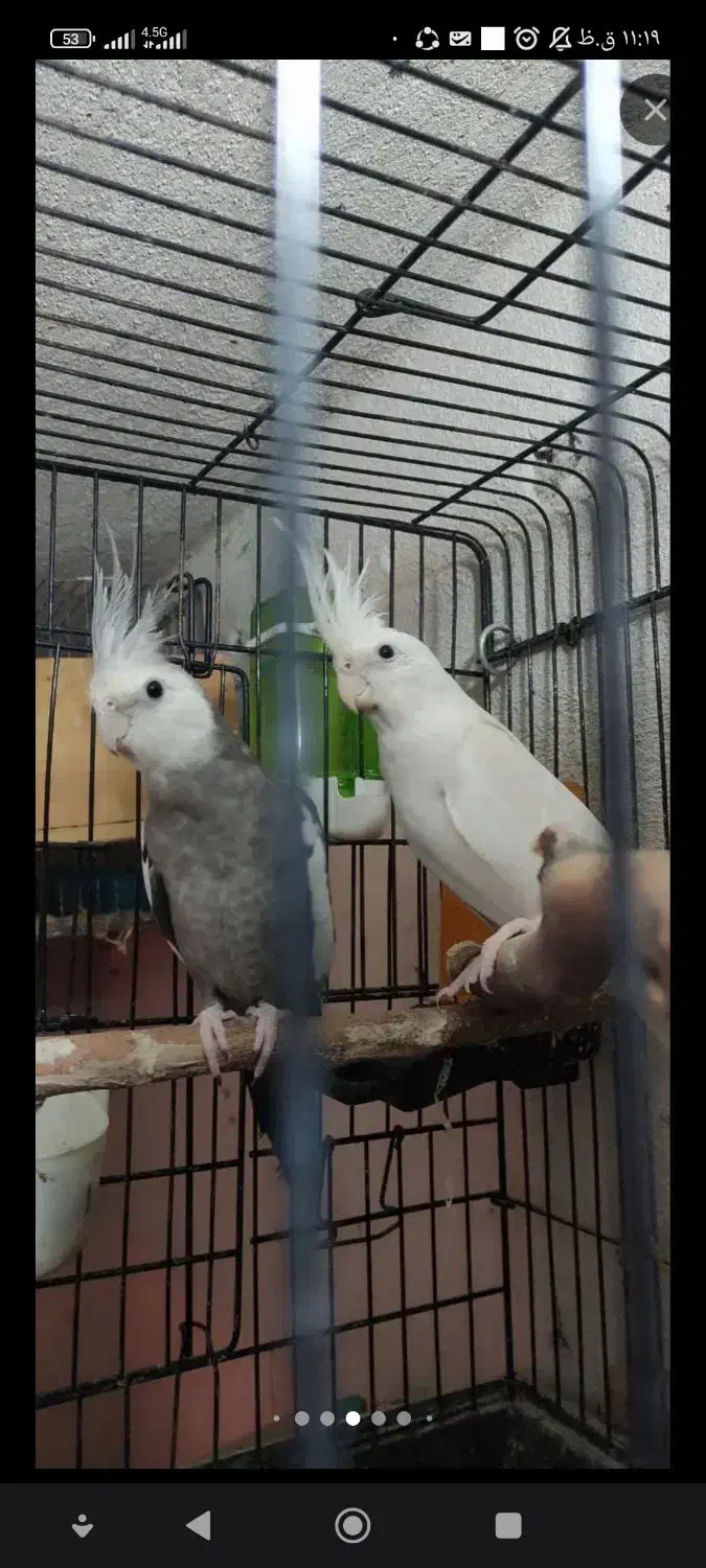 عروس هلندی مولد با جوجه|پرنده|رشت, گلباغ نماز|دیوار