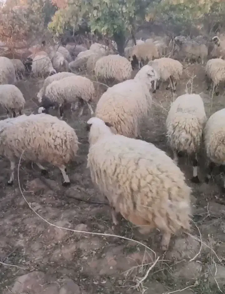 گوسفند میش و بزغاله|حیوانات مزرعه|میمه, |دیوار