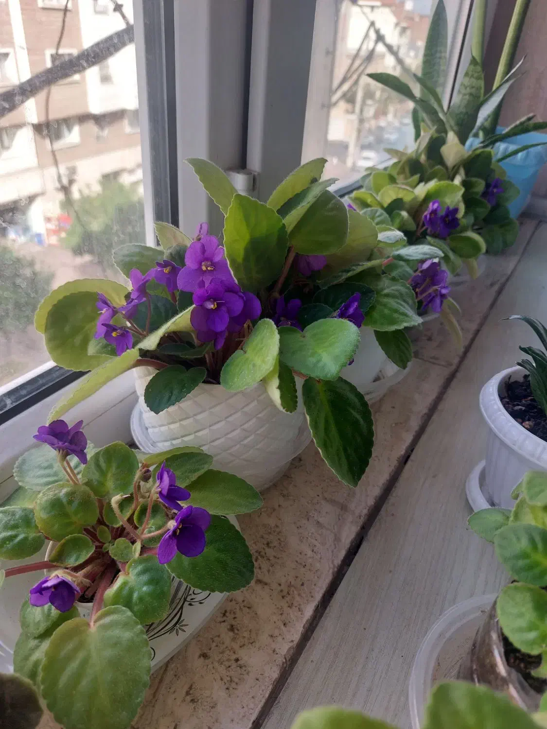 فروش انواع گل های اپارتمانی|گل و گیاه طبیعی|گرگان, |دیوار