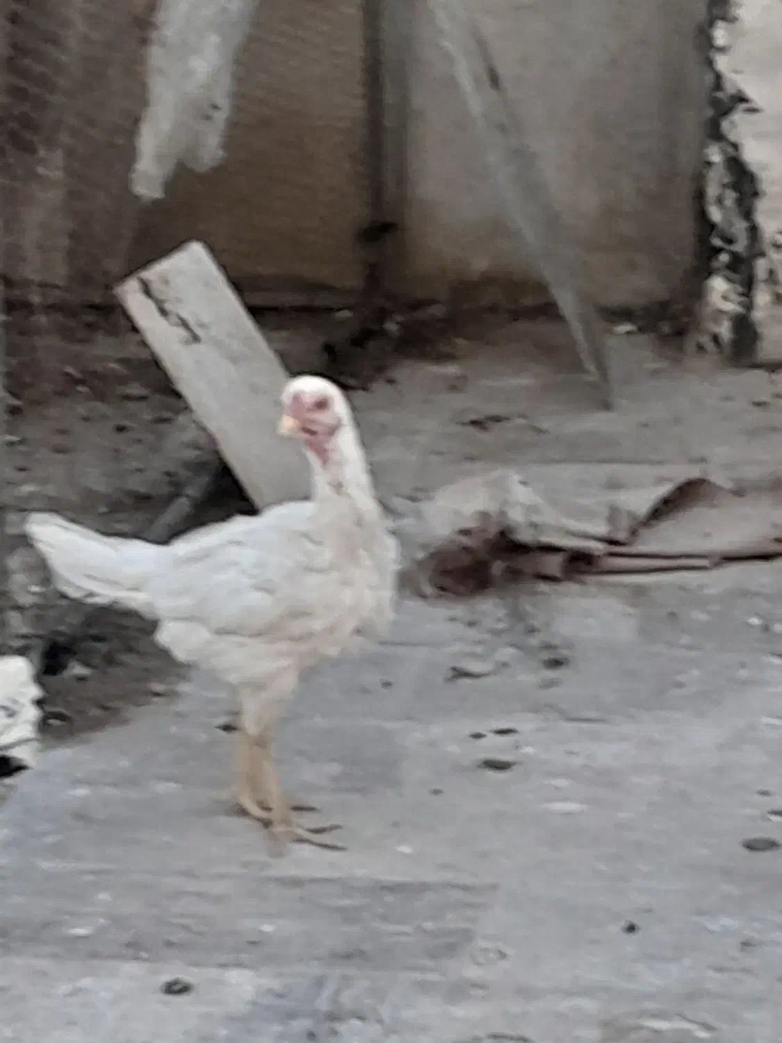 مرغ دورگ لاری|حیوانات مزرعه|قم, کلهری|دیوار