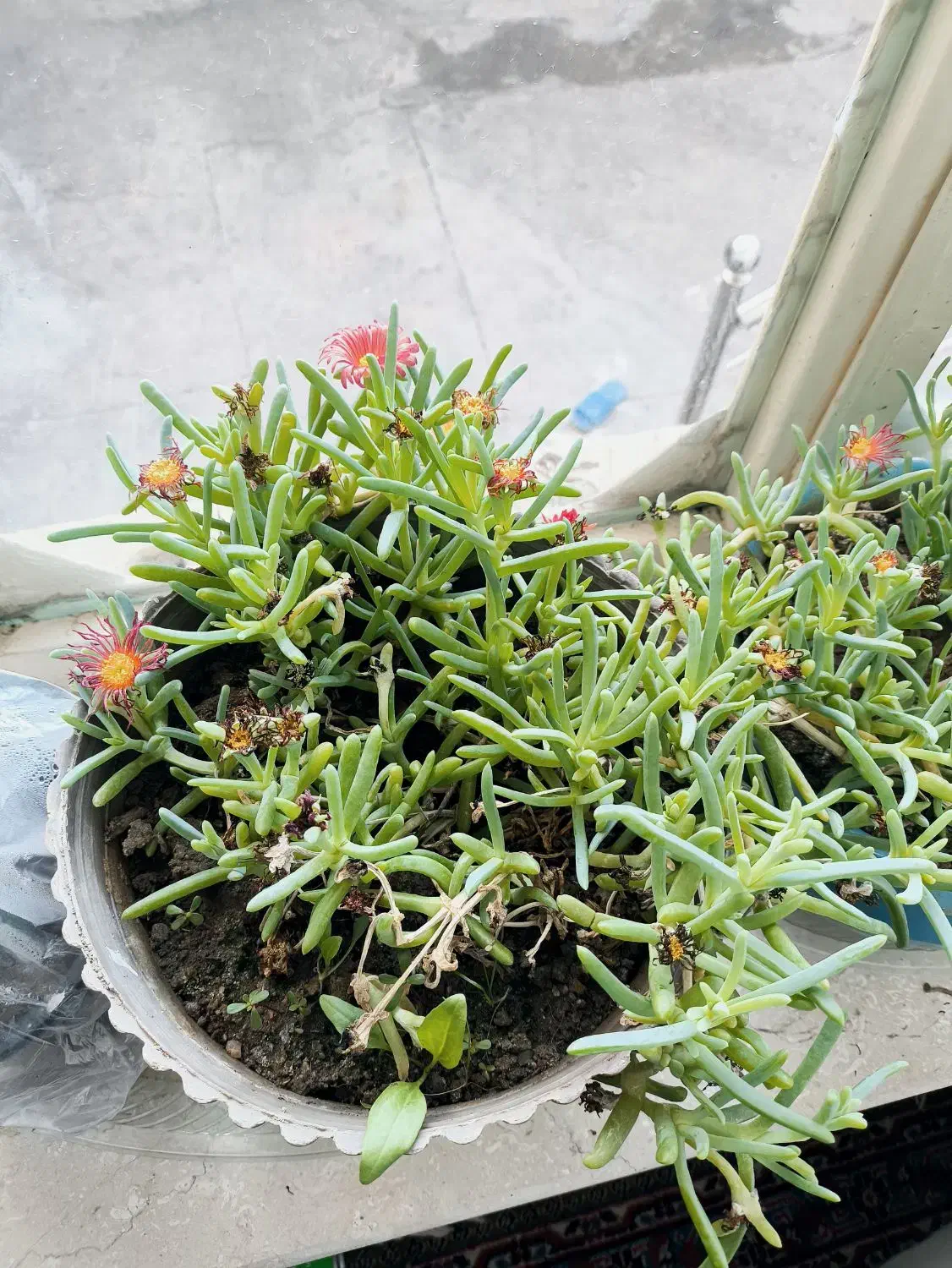 گل ‌|گل و گیاه طبیعی|میاندوآب, |دیوار