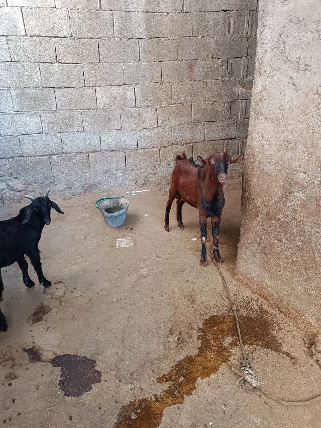 کهره نر|حیوانات مزرعه|خورموج, |دیوار