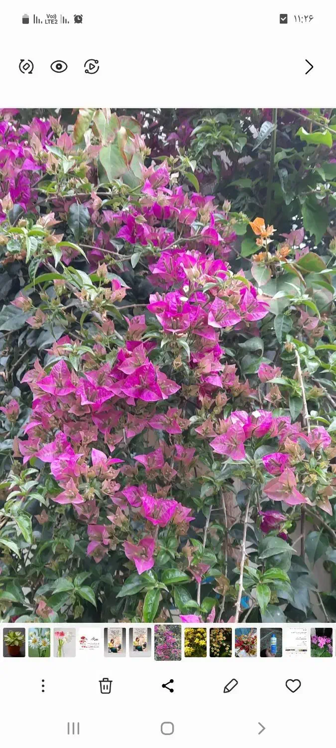 گل خورشید|گل و گیاه طبیعی|رشت, فخب|دیوار