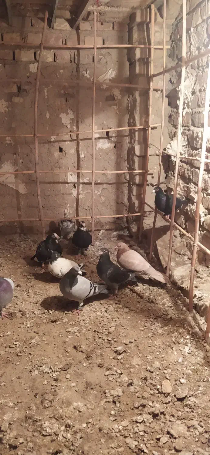 کبوتر نر|پرنده|زابل, |دیوار