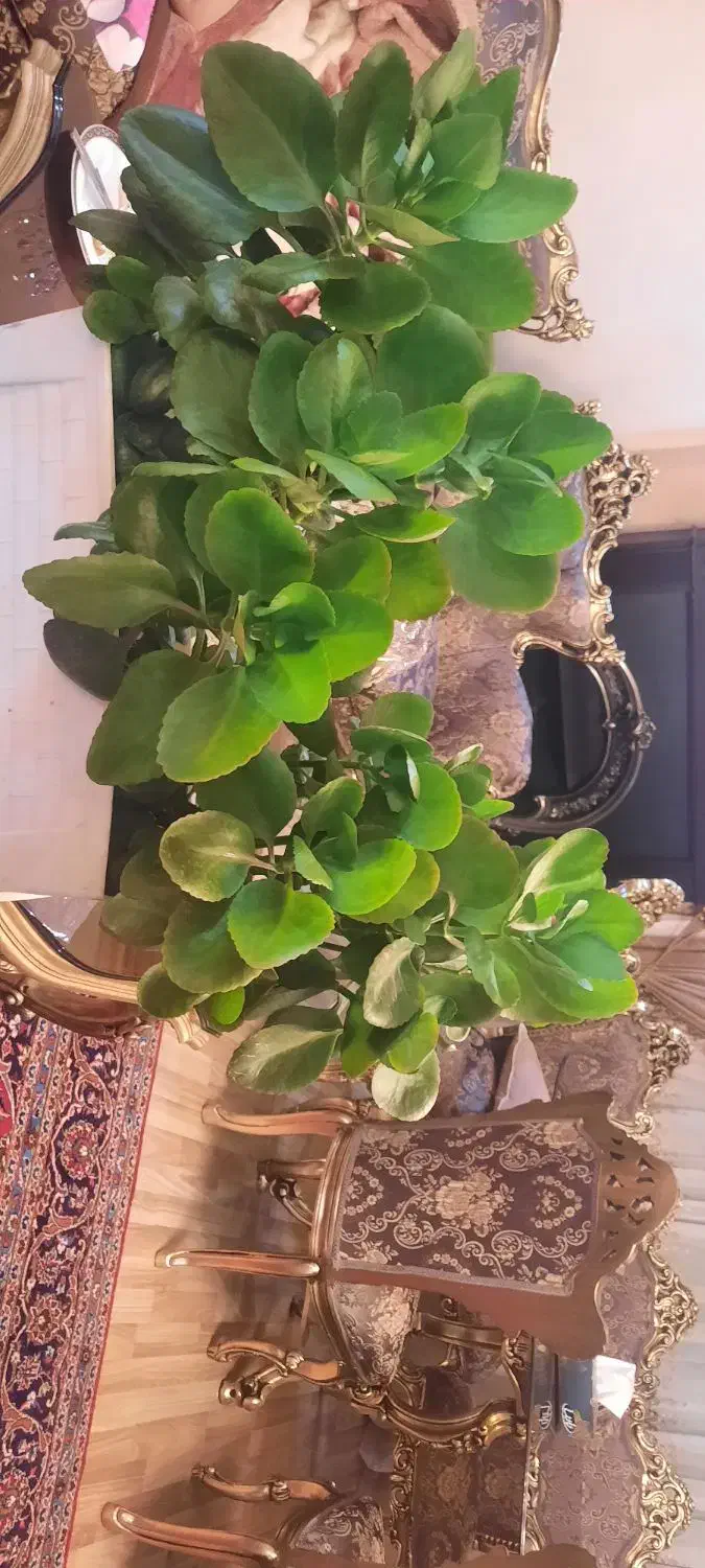 گل قاشقی|گل و گیاه طبیعی|تبریز, |دیوار