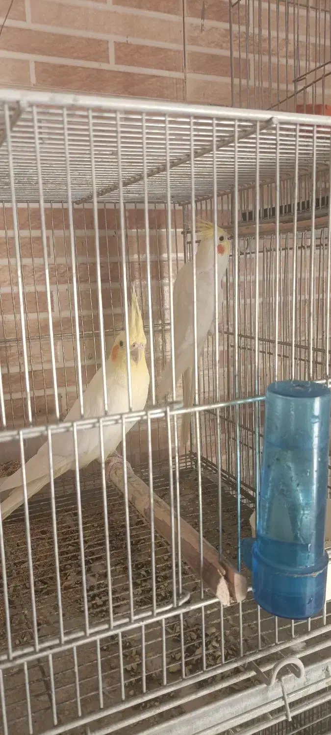 عروس هلندی جفت مولد حراج|پرنده|مبارکه, |دیوار