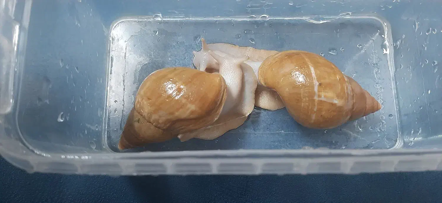 حلزون ترابی|آرایشی، بهداشتی، درمانی|سبزوار, شهرک اندیشه|دیوار