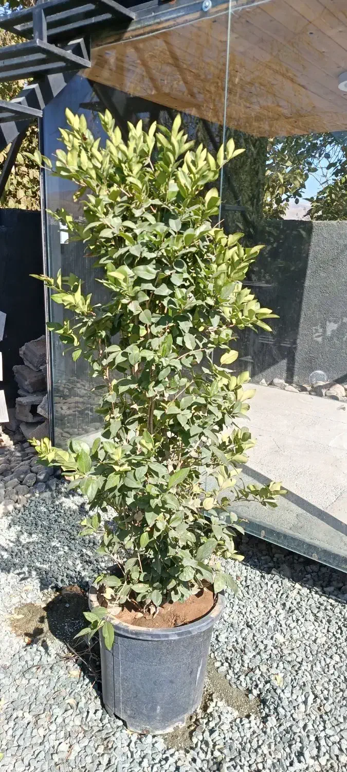 حراج گل وگیاه|گل و گیاه طبیعی|سنندج, |دیوار