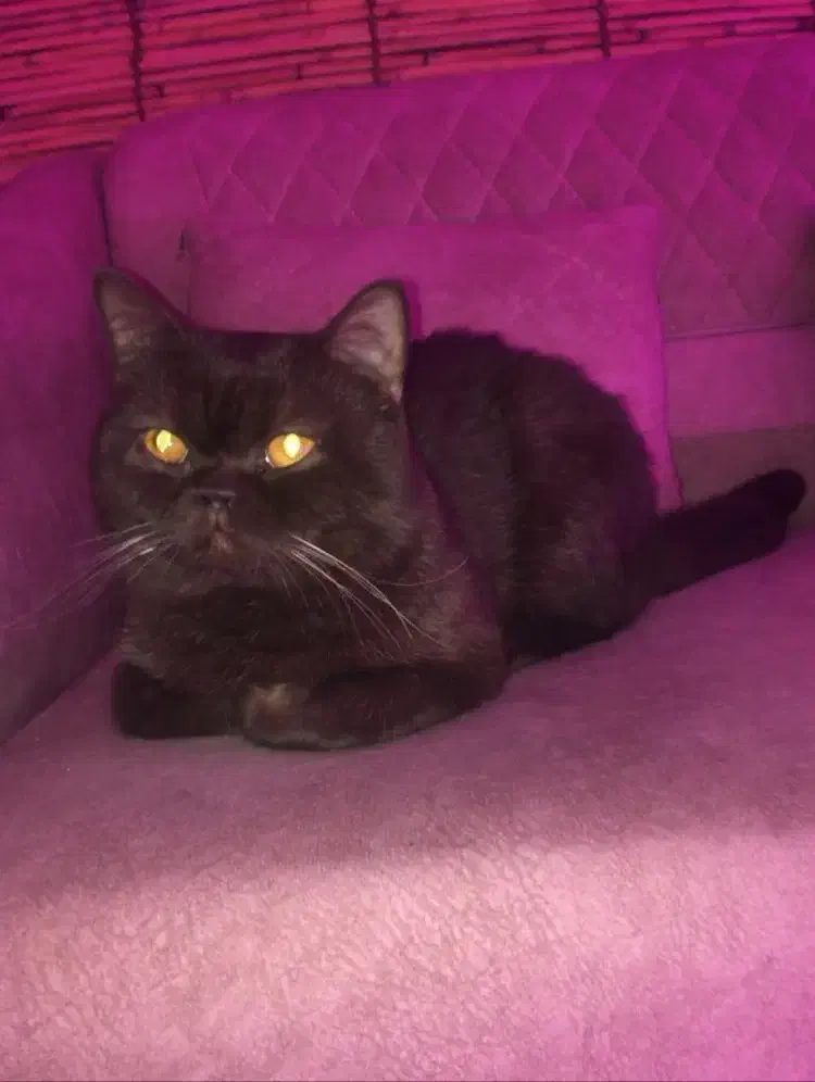 گربه اسکاتیش ماده(جفت گیری)|گربه|گرگان, |دیوار