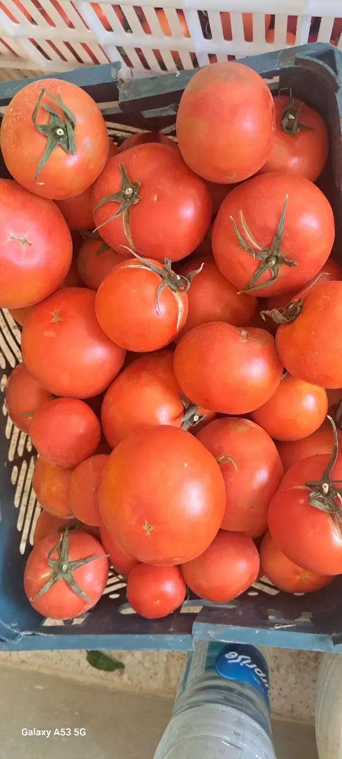 گوجه|خوردنی و آشامیدنی|قهدریجان, |دیوار