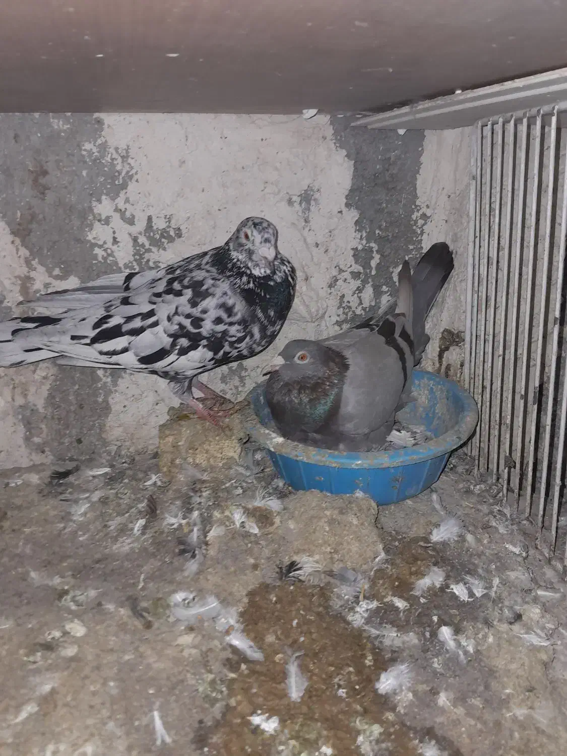 کبوتر کفتر|پرنده|اقبالیه, |دیوار