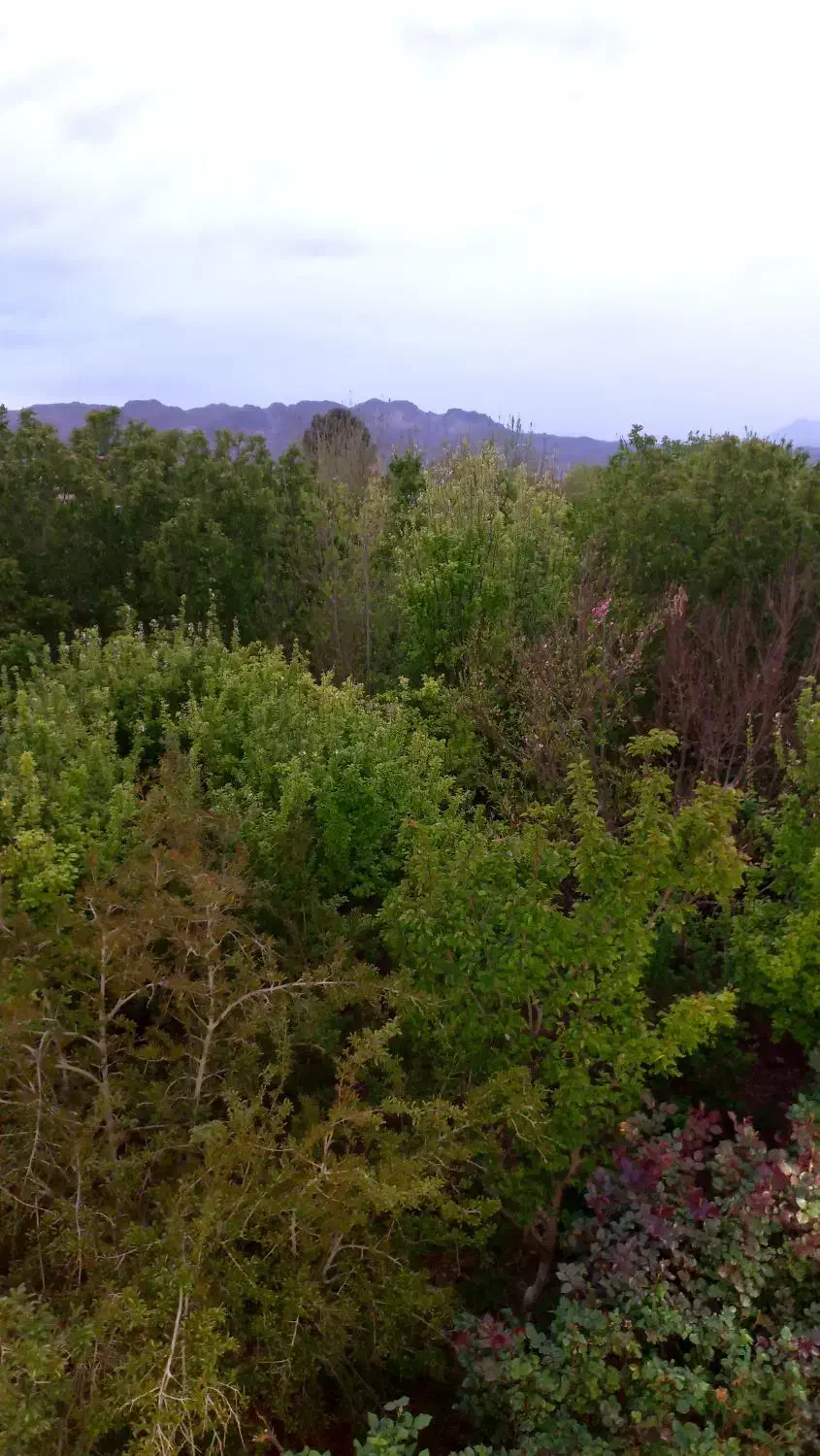 باغ|فروش زمین و ملک کلنگی|کاشان, طاهرآباد|دیوار