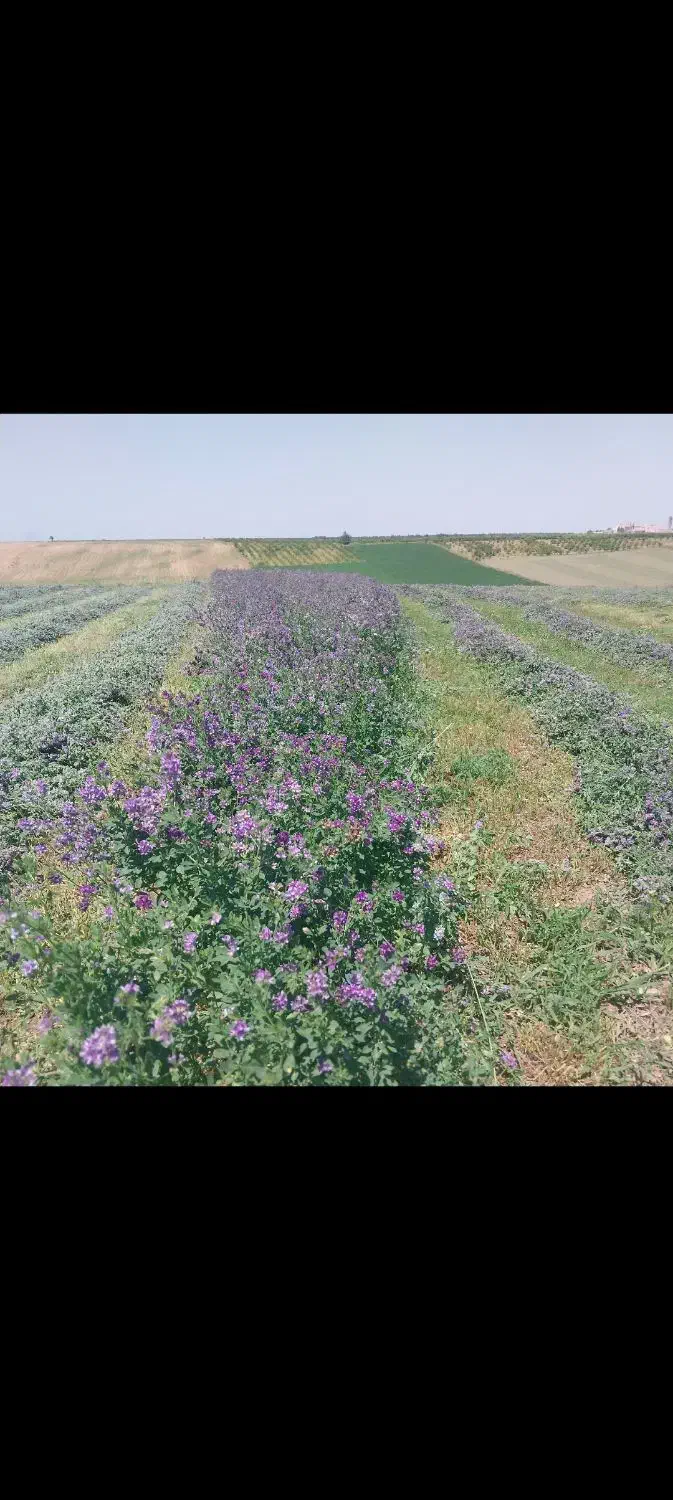 اجاره زمین کشاورزی|اجارهٔ دفتر صنعتی، کشاورزی، تجاری|پارس‌آباد, |دیوار