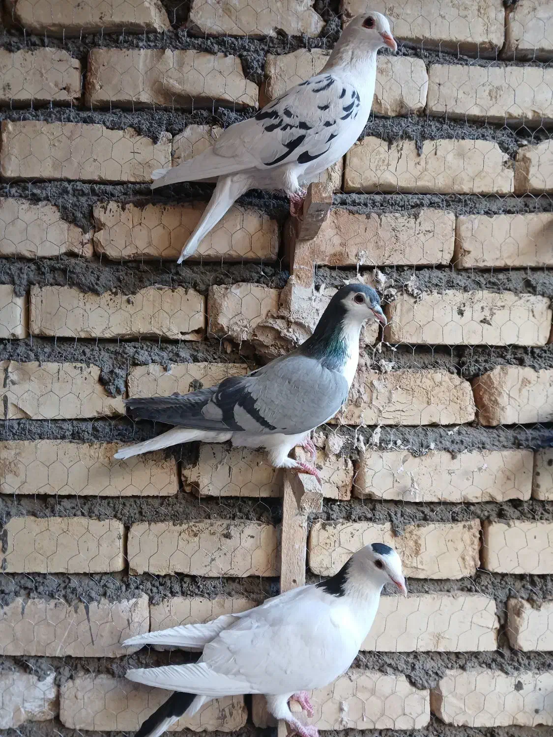 کفتر بوم شلاقی پرشی|پرنده|تربتحیدریه, بی بی حسنیه|دیوار