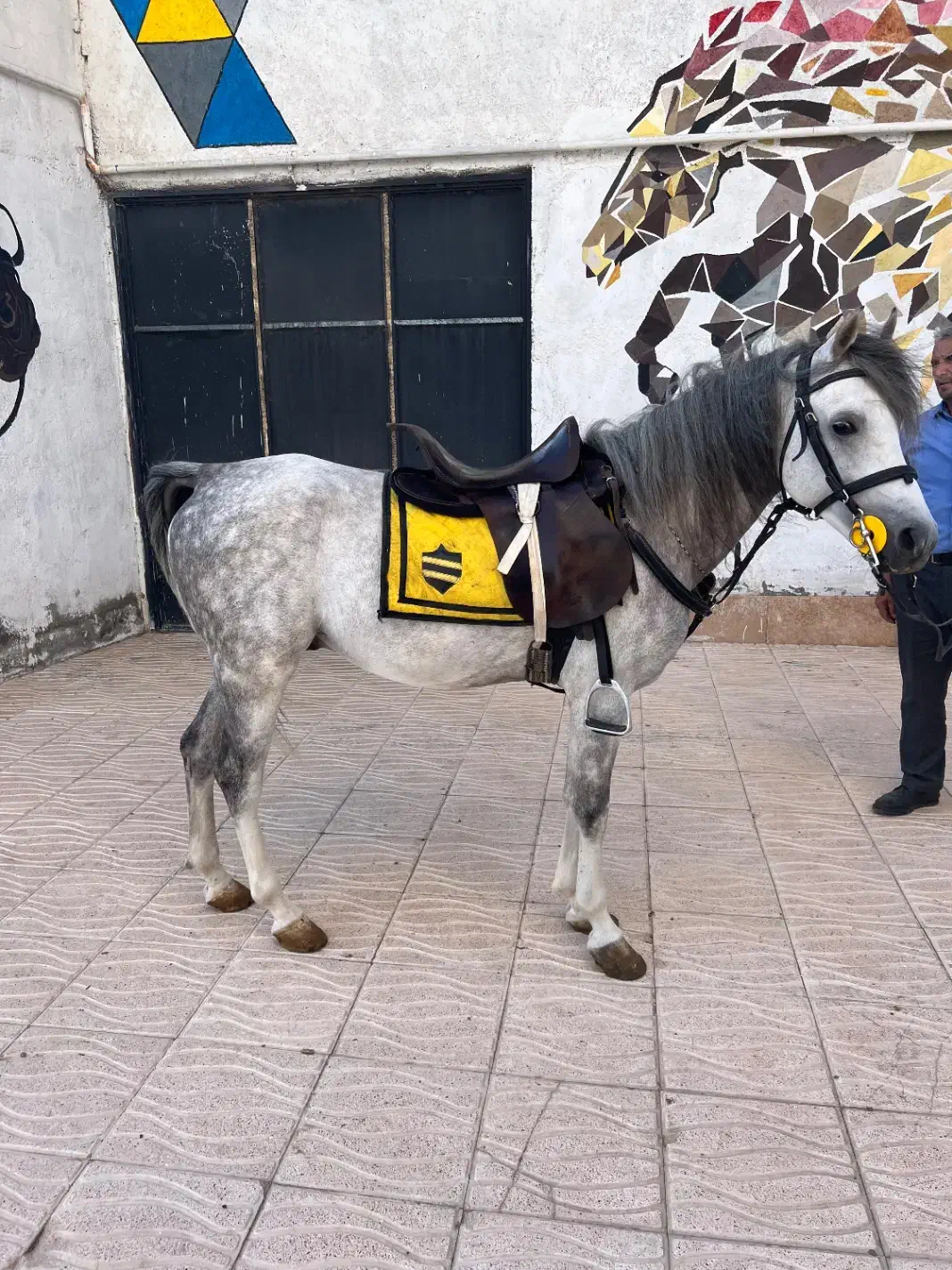 اسب نریون|اسب و تجهیزات اسب‌سواری|اردبیل, |دیوار