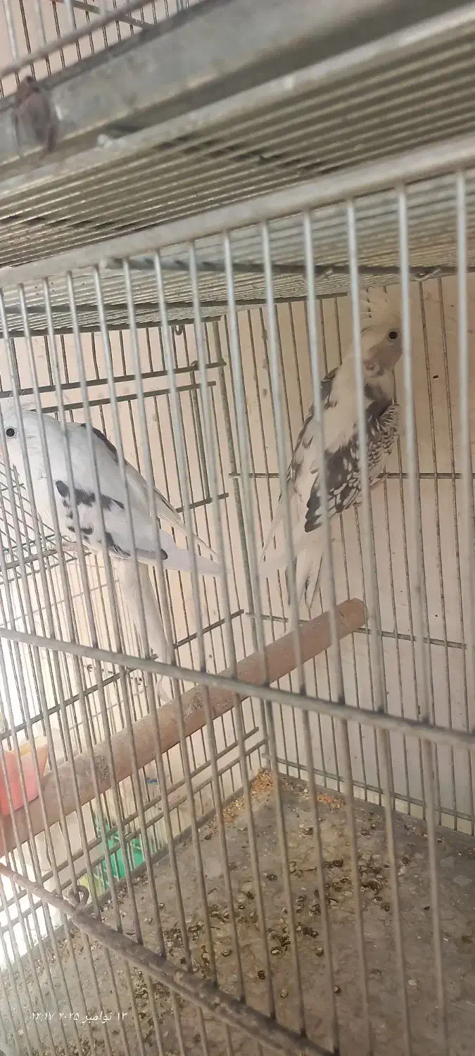 عروس هلندی|پرنده|تهران, کیانشهر|دیوار