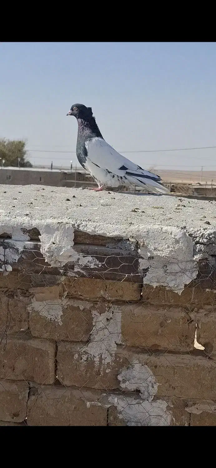 کبوتر پرنده|پرنده|فریمان, |دیوار
