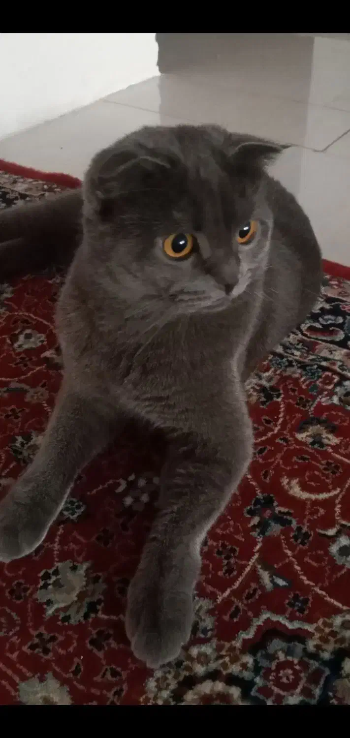 گربه ی نر اسکاتیش اصیل|گربه|میانه, |دیوار