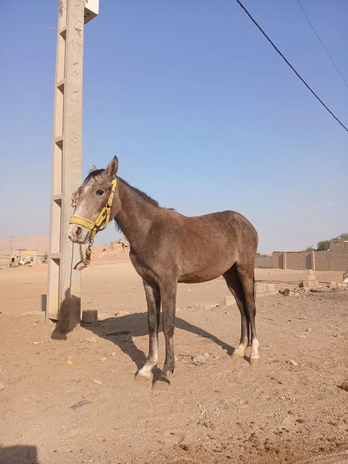 مادیون|اسب و تجهیزات اسبسواری|شوشتر, |دیوار