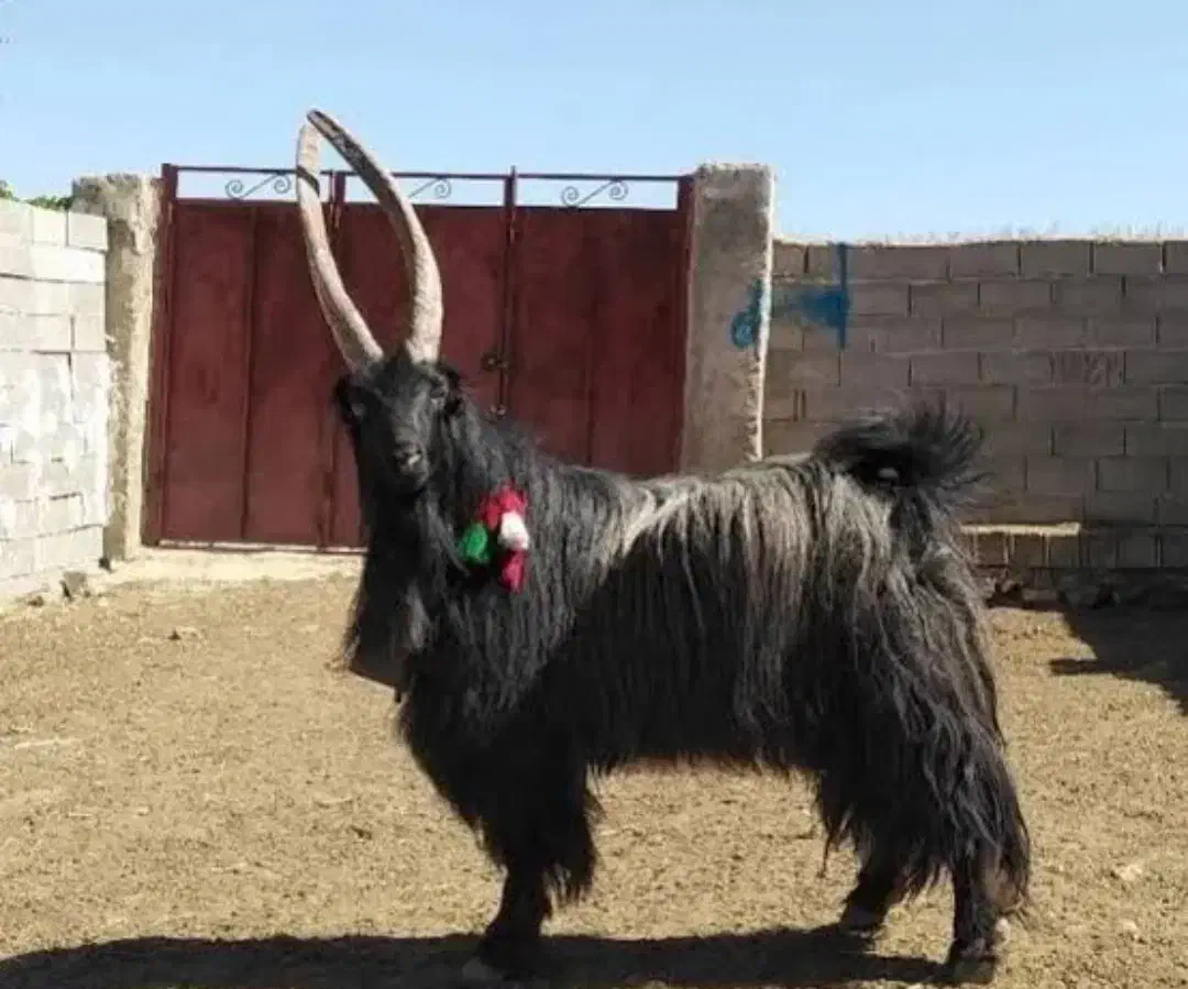 بزغاله شاخ انبری|حیوانات مزرعه|کوه چنار, |دیوار