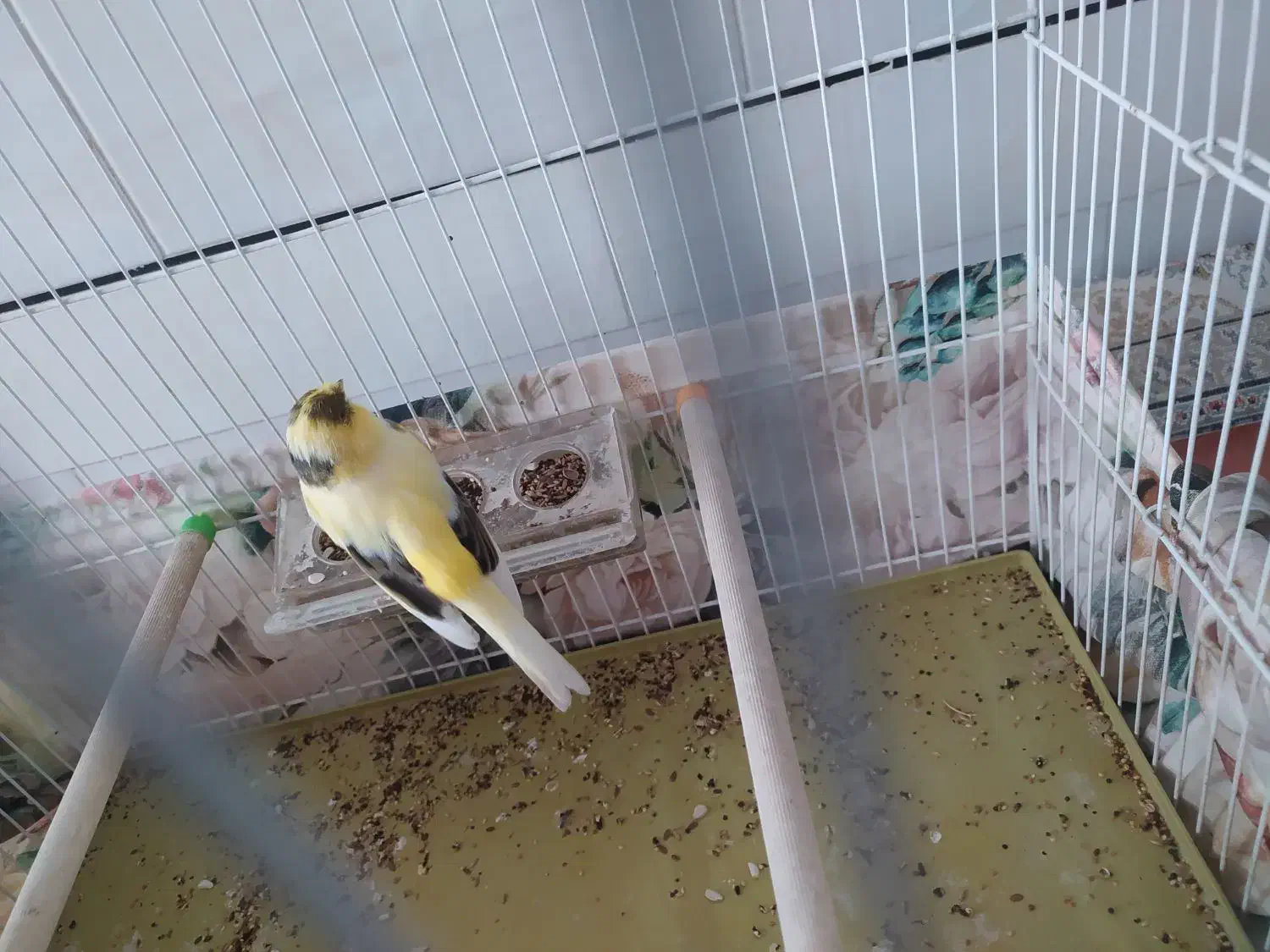 قناری نر ابلغ گلاستر تن نخورده درشت و خونگی|پرنده|آران و بیدگل, |دیوار