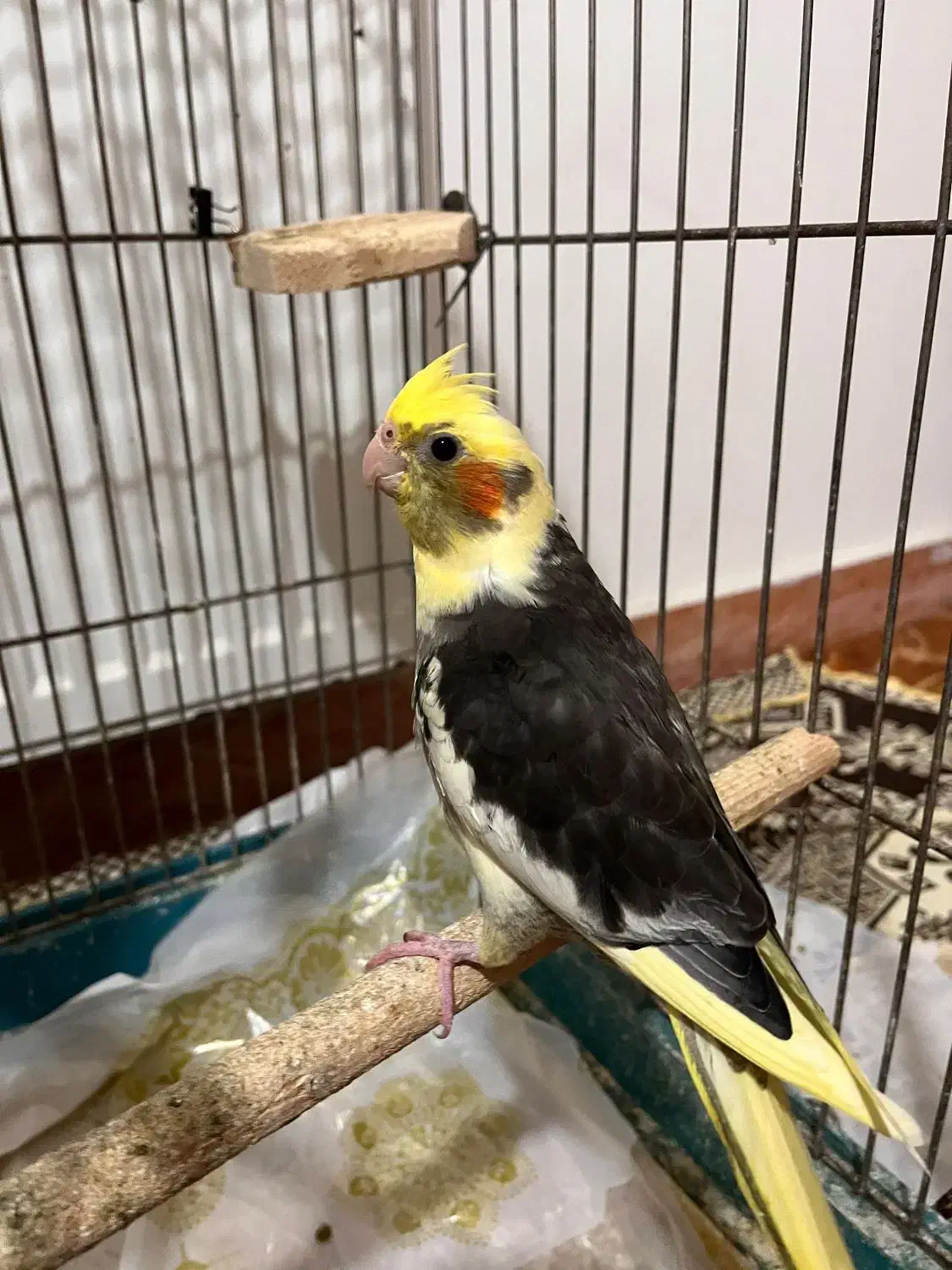 عروس  هلندی|پرنده|کلاچای, |دیوار