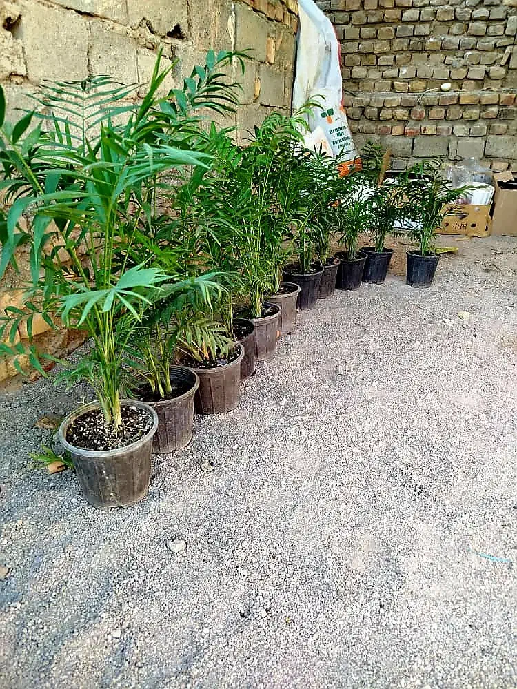 انواع گل و خاک کود گلخانه گلها|گل و گیاه طبیعی|زابل, |دیوار