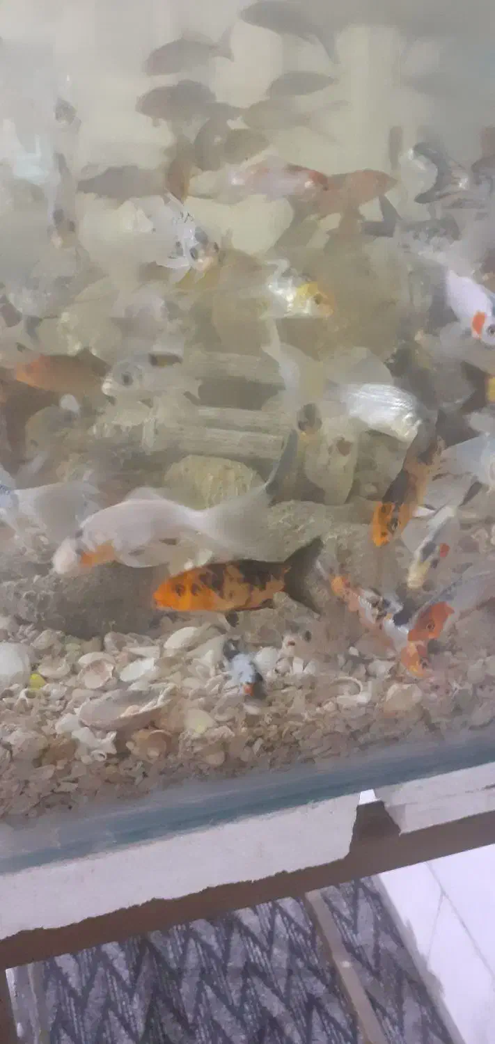 ماهی کوی|ماهی|یزد, |دیوار