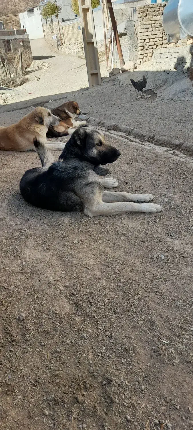 سگ دورگه سرابی باهوش گله ی قیمت ۸ تومن|سگ|نورآباد, |دیوار