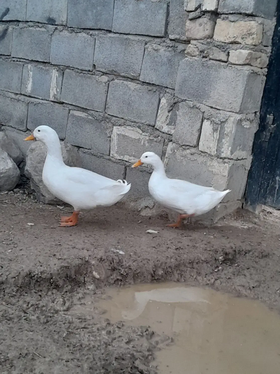 اردک|حیوانات مزرعه|مانه, |دیوار