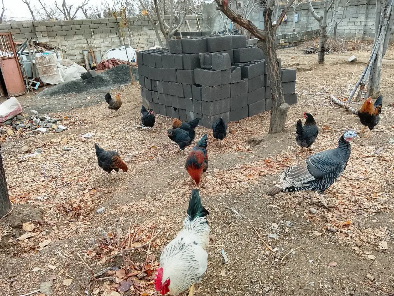 بوقلمون ماده 3جوان سرحال|حیوانات مزرعه|تویسرکان, |دیوار