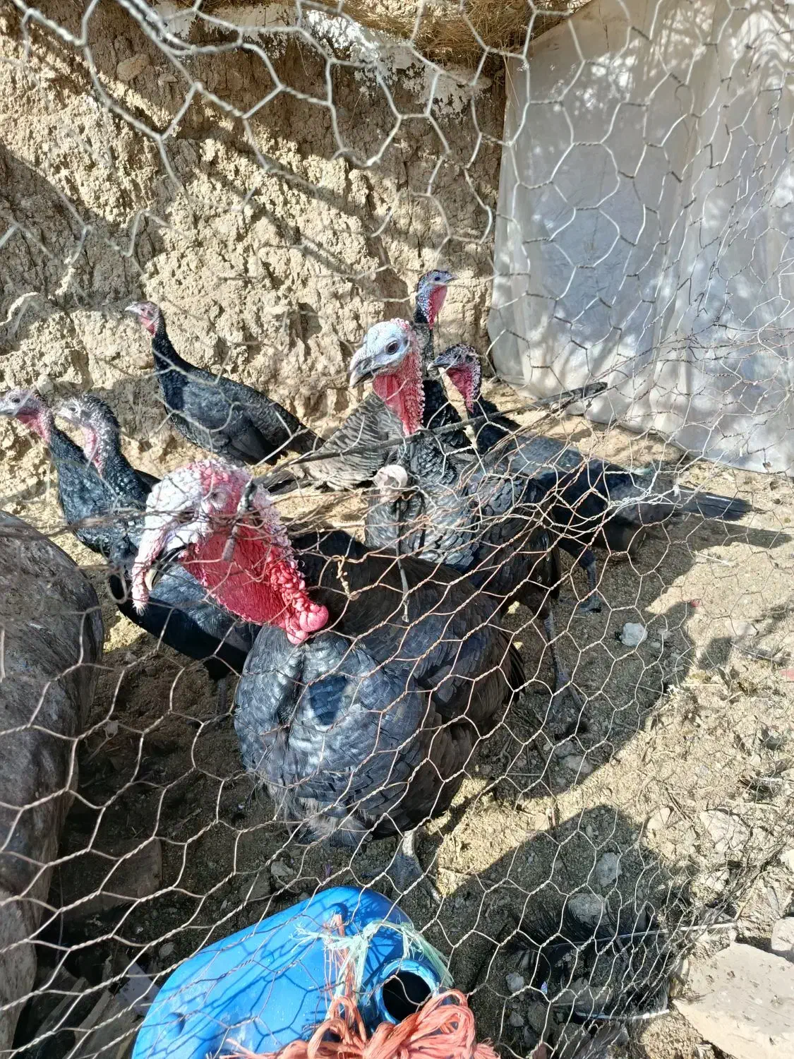 بوقلمون|پرنده|زرین دشت (همدان), |دیوار