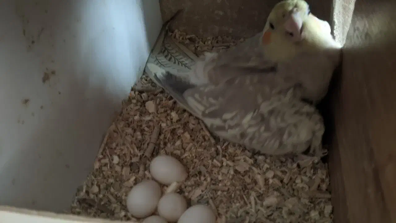 عروس هلندی رام با تخم و جوجه|پرنده|کرمان, |دیوار