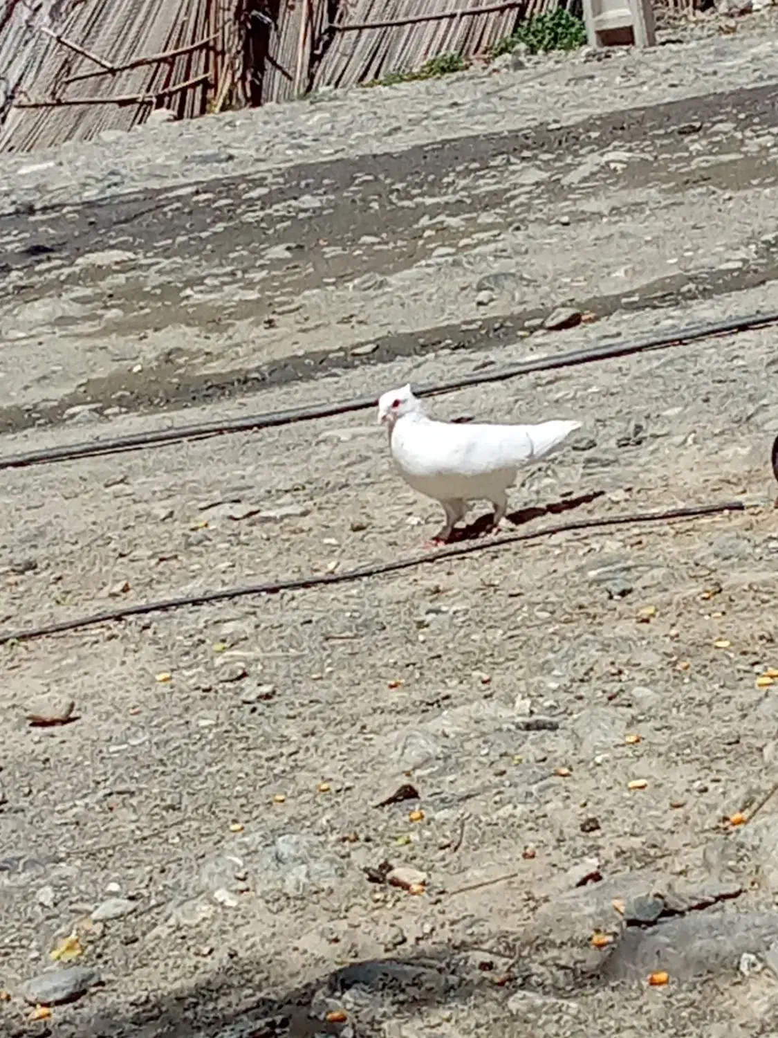 3000000|حیوانات مزرعه|کهنوج, |دیوار