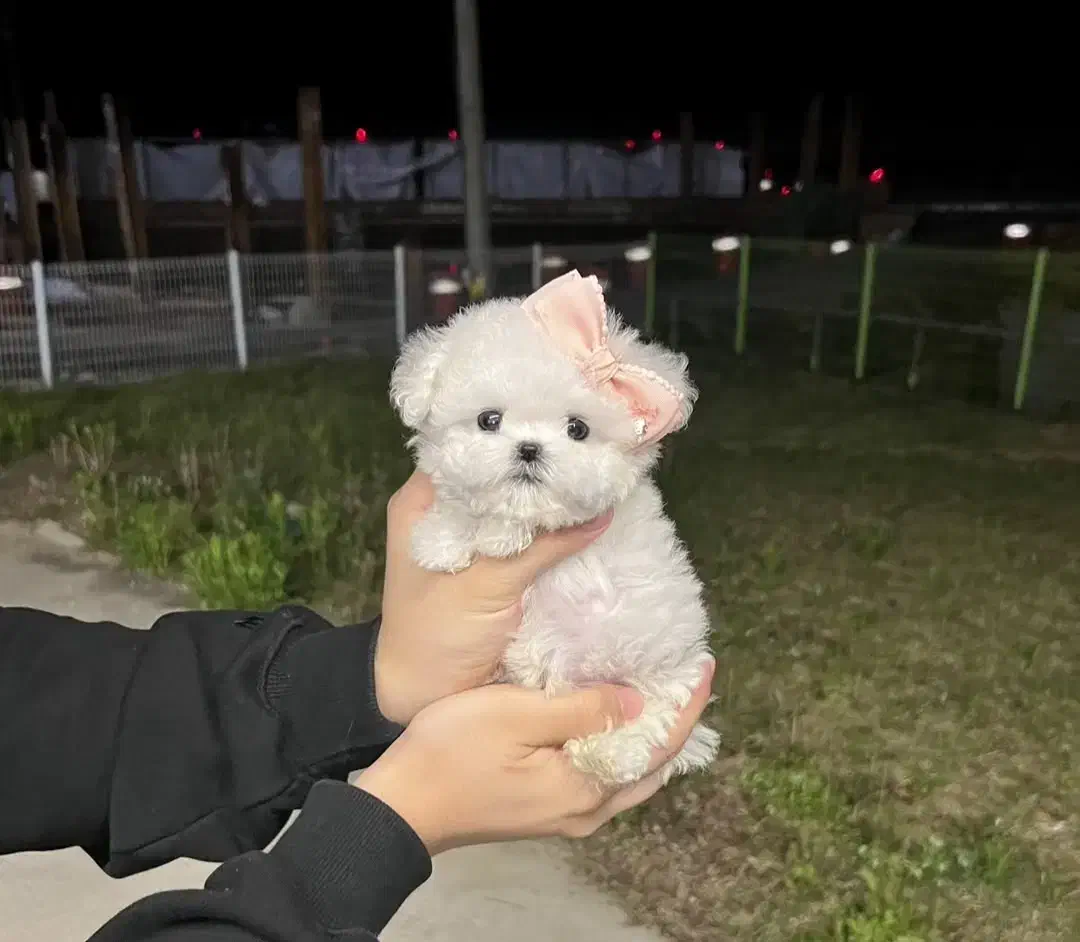 توله پودل مینیاتوری|سگ|تهران, پردیسان|دیوار