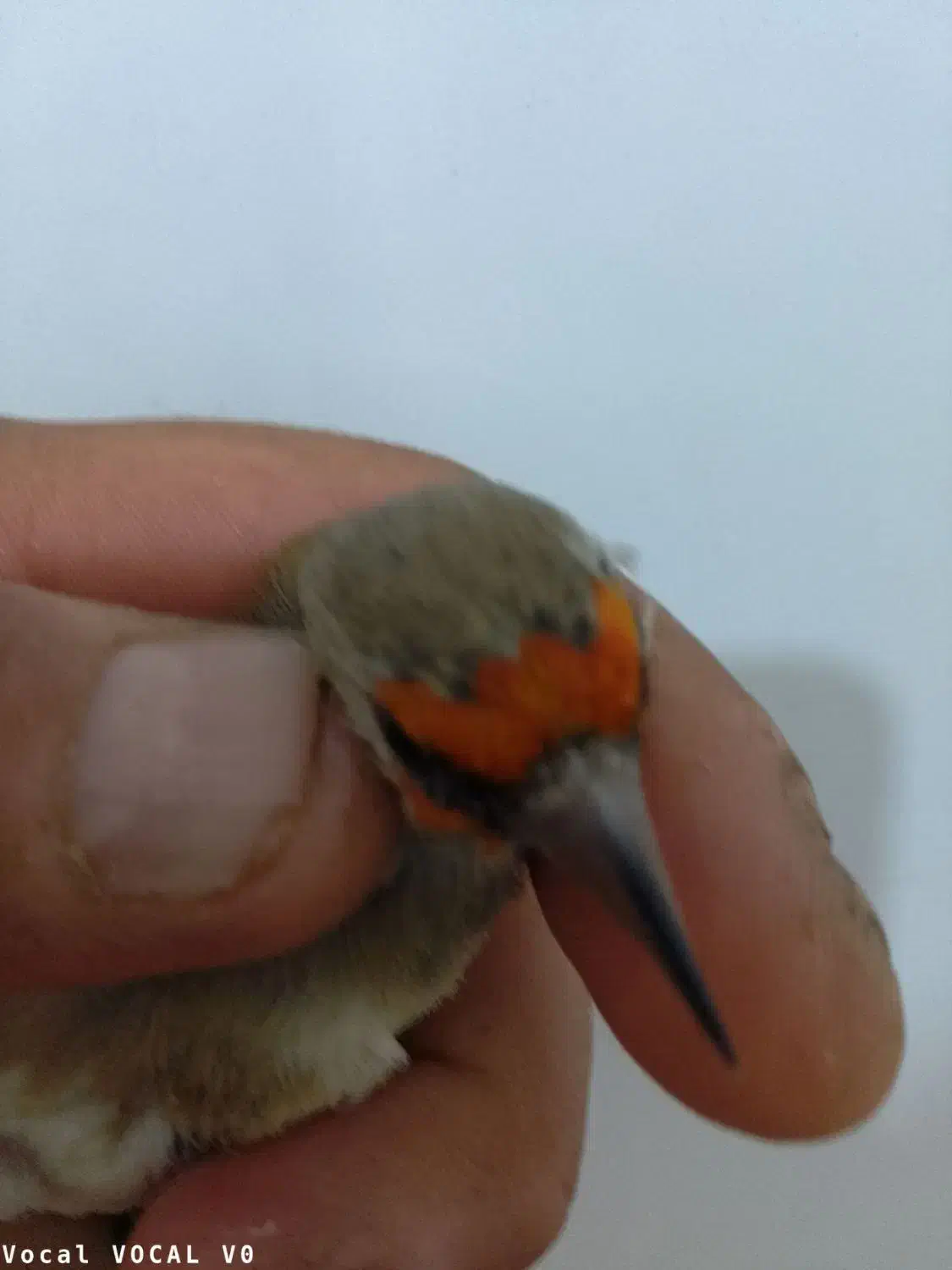 سهره کرمونی نر|پرنده|قم, علی آباد سعدگان|دیوار