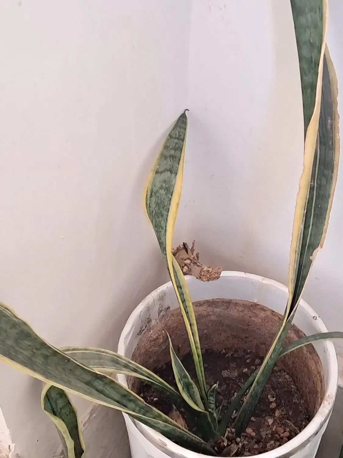 گل با گلدون سرامیک|گل و گیاه طبیعی|پردیس, فاز ۸|دیوار