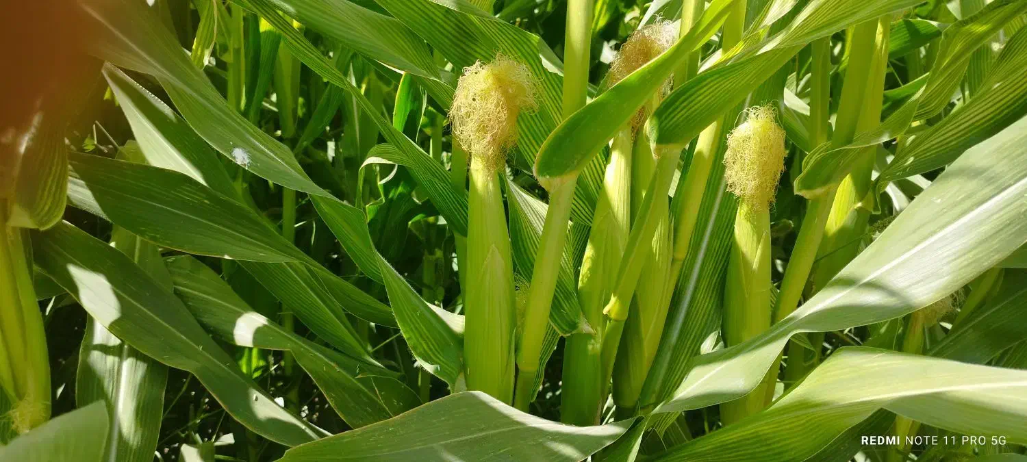 ذرت علوفه مرودشت|حیوانات مزرعه|سیدان, |دیوار