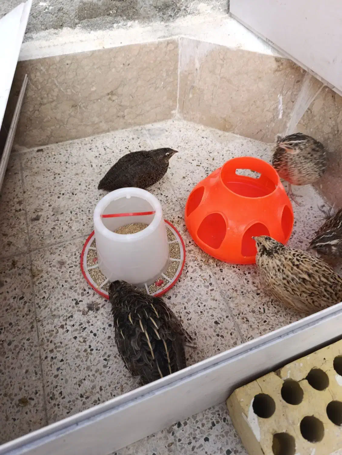 بلدرچین|حیوانات مزرعه|مشهد, رده|دیوار