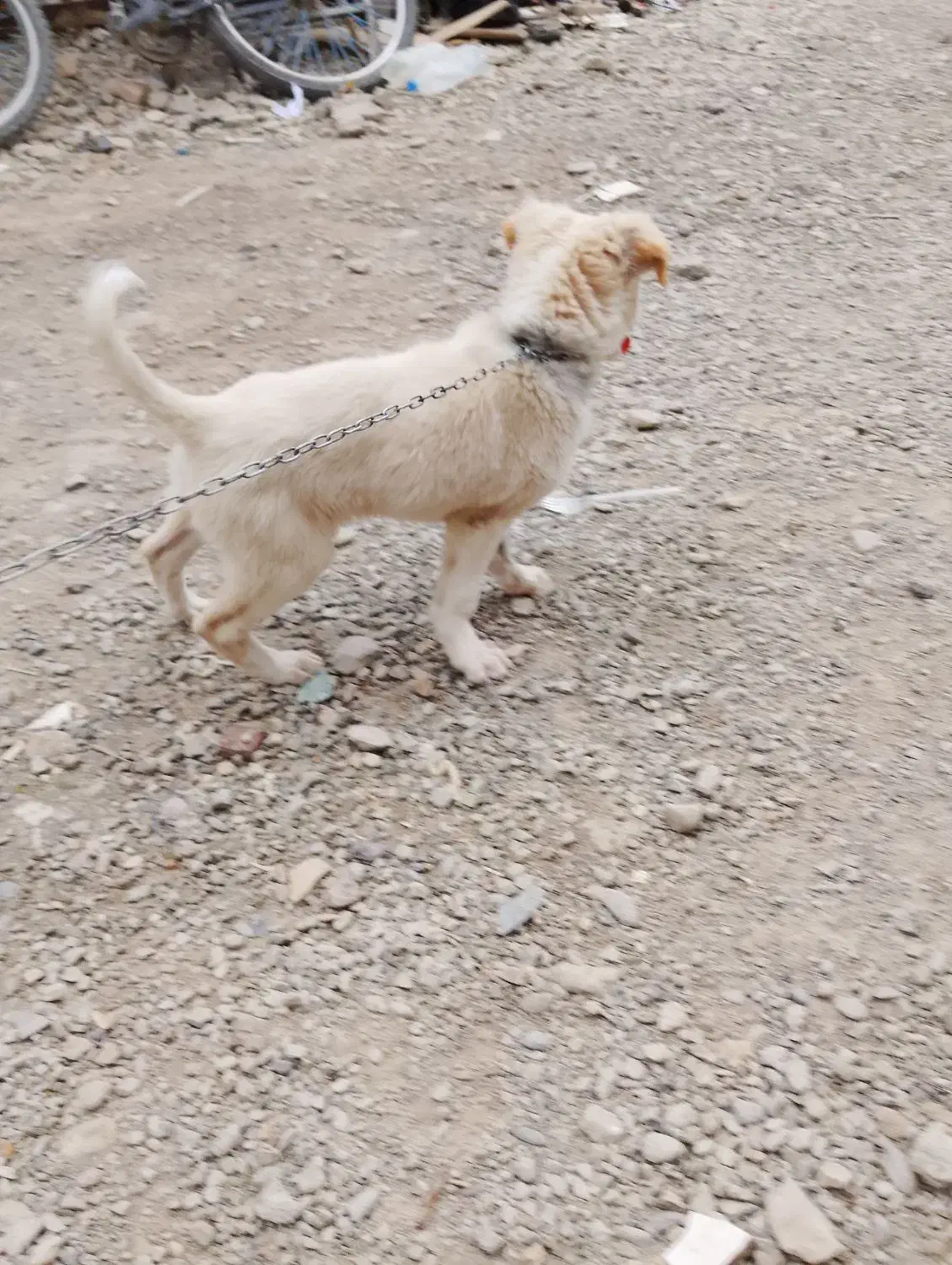 سگ نر|سگ|ایرانشهر, |دیوار