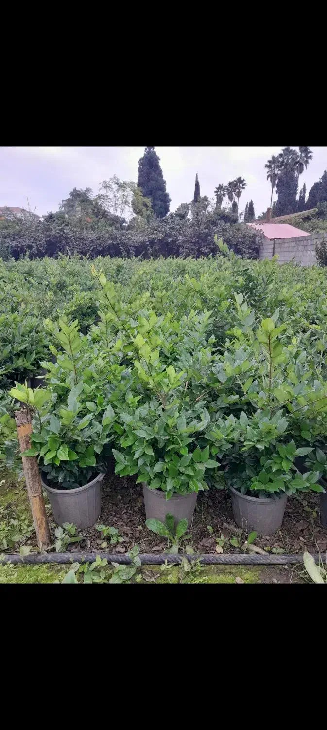 یاس هلندی سطل ۱۰|خدمات باغبانی و درختکاری|چابکسر, |دیوار