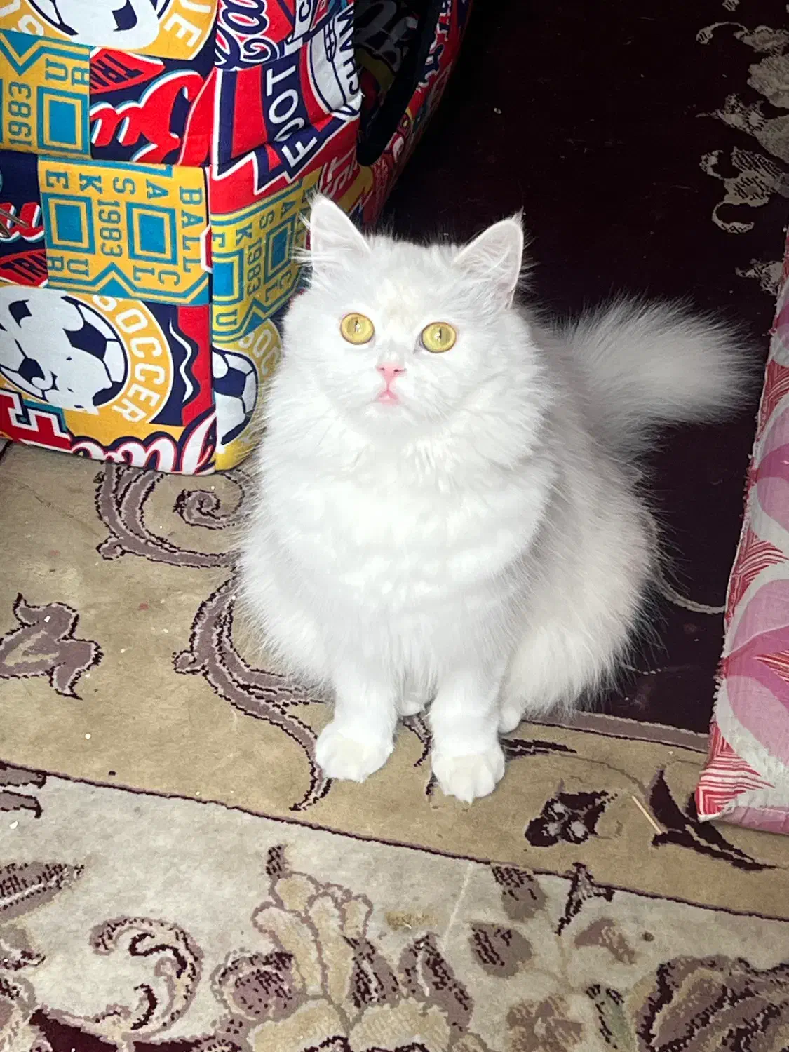 گربه پرشین ناز نازی|گربه|اهواز, کیانپارس |دیوار