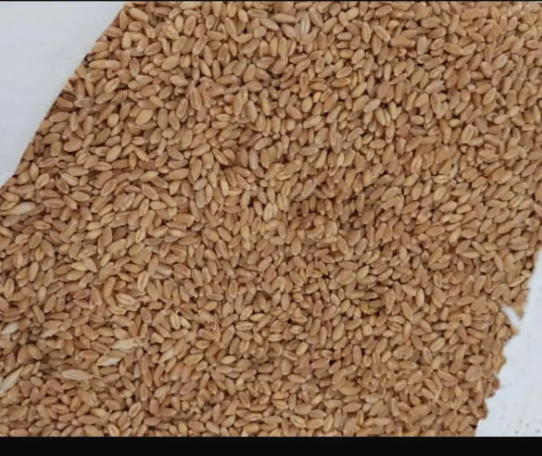 گندم بذری آبی بگراس|خدمات باغبانی و درختکاری|شازند, |دیوار