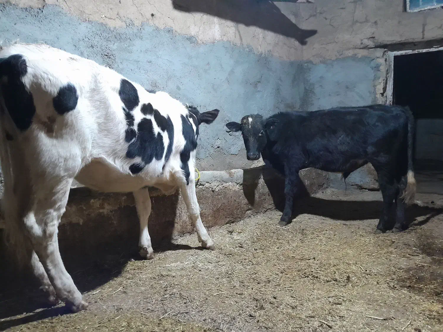 ۹تاگوساله نروماده|حیوانات مزرعه|سارال, |دیوار